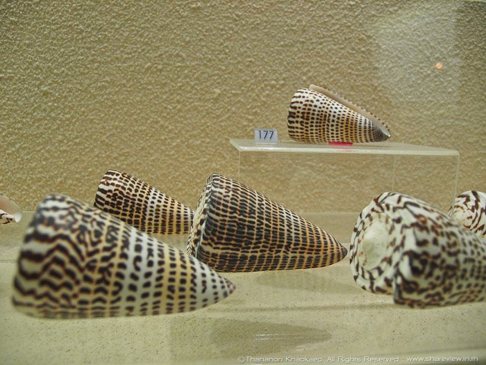 พิพิธภัณฑ์หอยกรุงเทพ